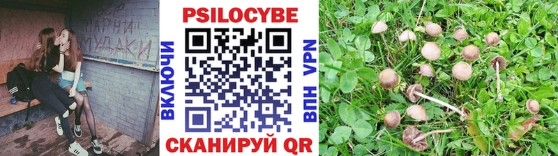 Галлюциногенные грибы Psilocybe  Кириши 